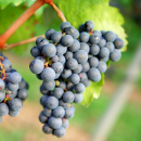 GRAPE POMACE, A WASTE OF VITICULTURE, IS EFFECTIVE  FOR NEMATODE PEST CONTROL ON CROPS