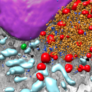RESEARCHERS VISUALIZE IN 3D HOW SARS-COV-2 REPLICATES IN CELLS